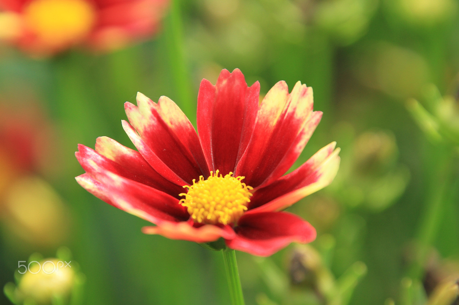 Canon EOS 7D + Tamron 16-300mm F3.5-6.3 Di II VC PZD Macro sample photo. Red flower white tips yellow center photography