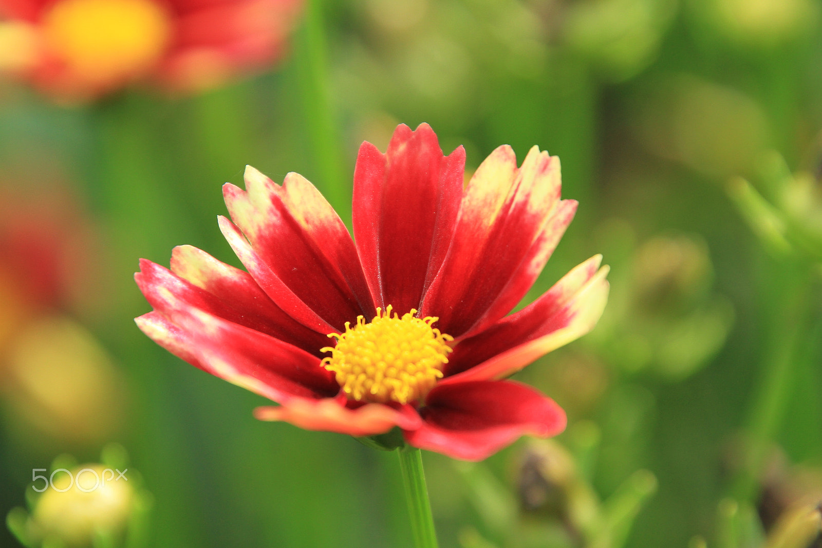 Canon EOS 7D sample photo. Red flower white tips yellow center photography