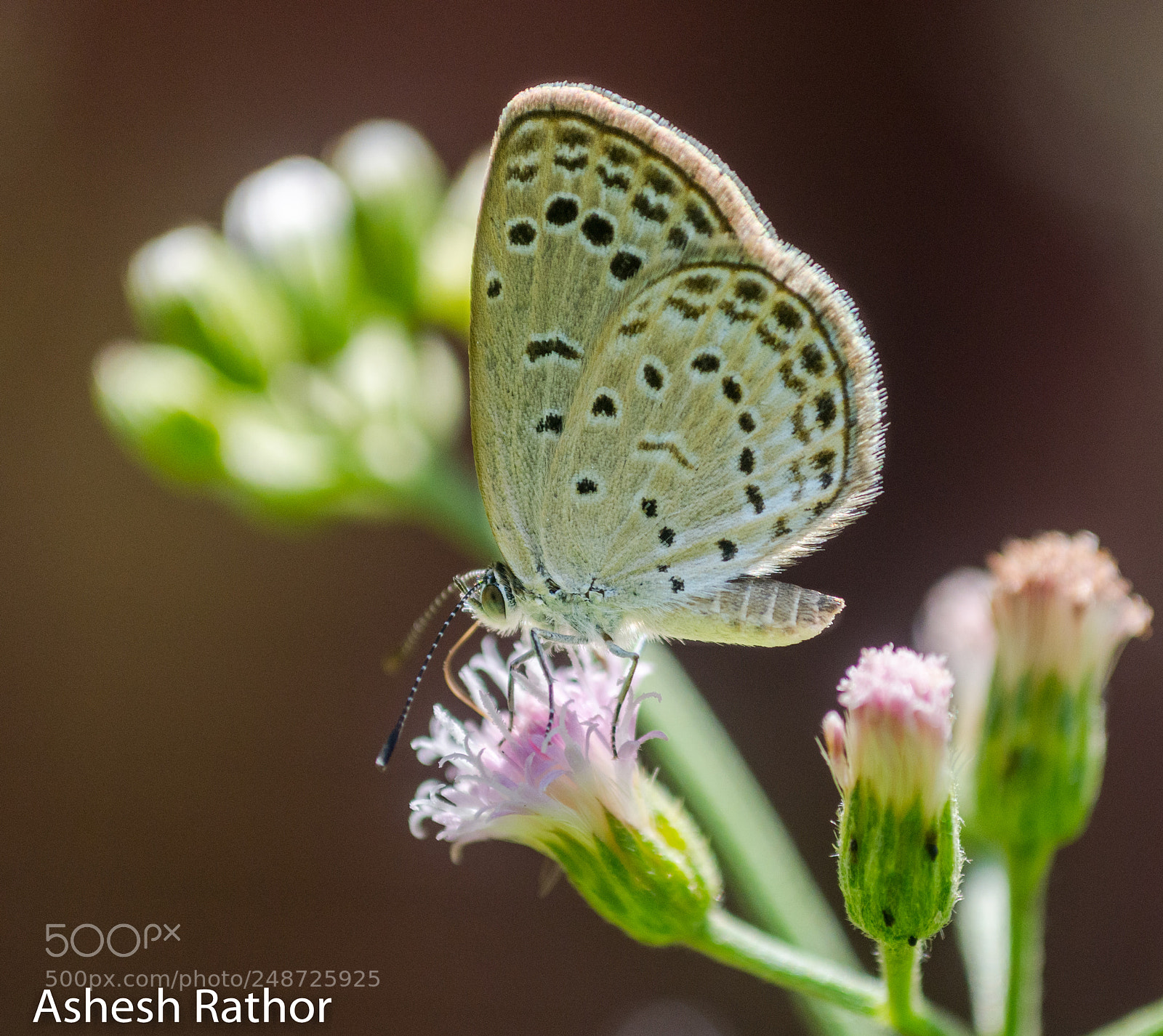 Nikon D7200 sample photo. Lime blue photography