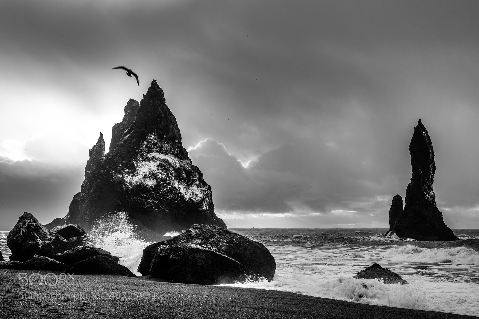 Nikon D850 sample photo. Morning flight - iceland photography