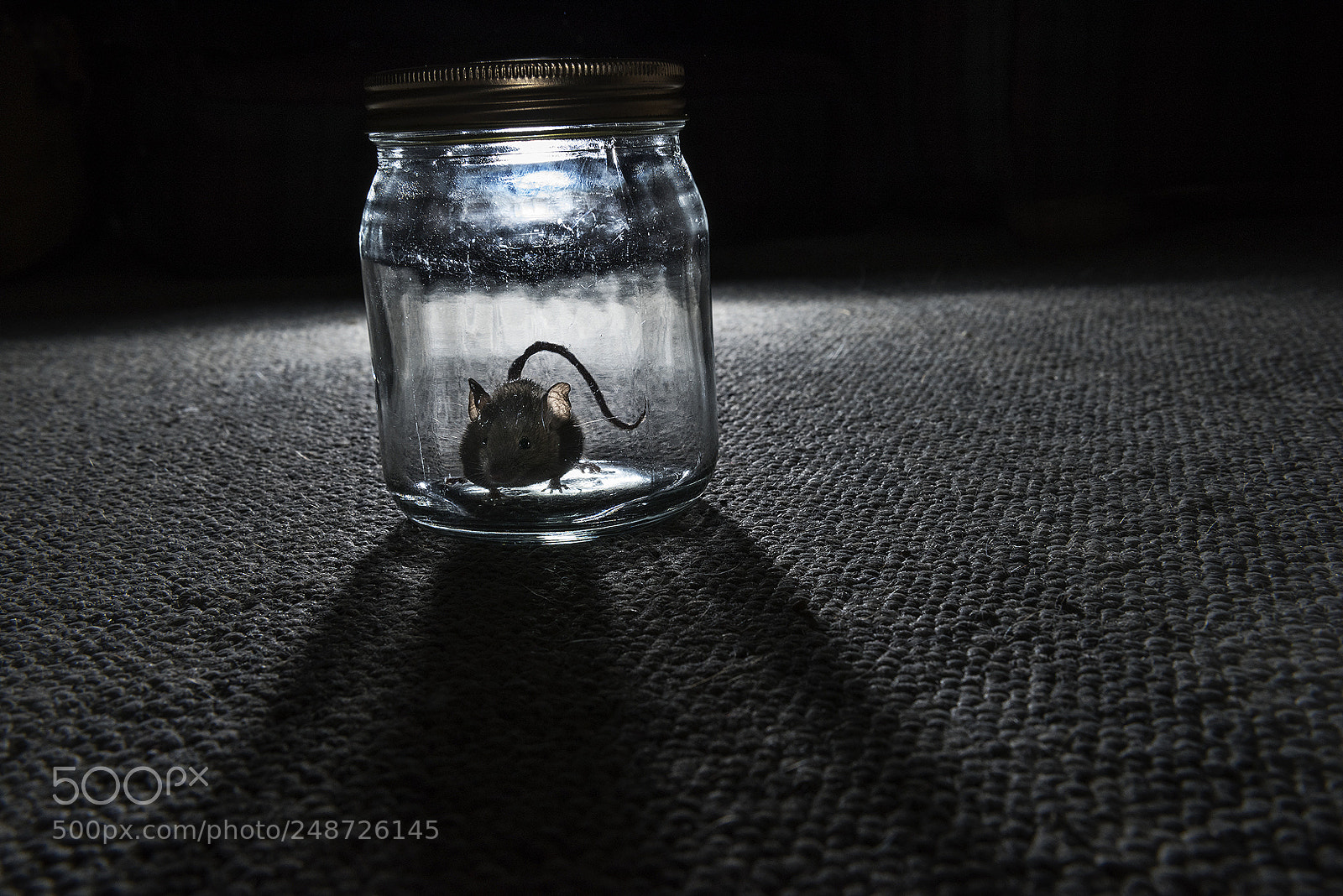 Nikon D810 sample photo. ψ evil mouse ψ muahaha photography