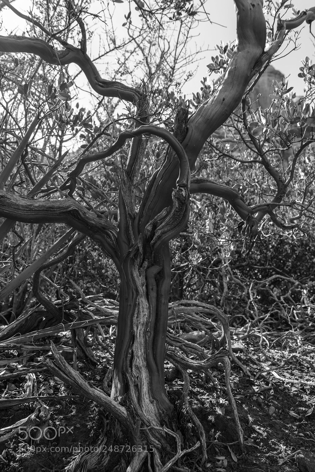 Nikon D800 sample photo. Manzanita on the boynton photography