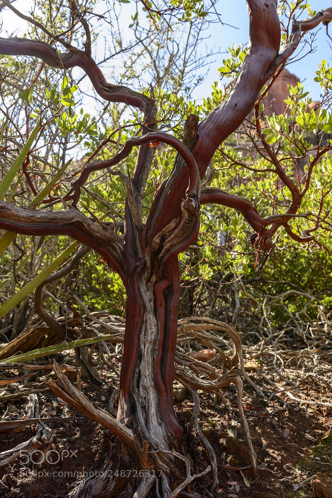 Nikon D800 sample photo. Manzanita on the boynton photography