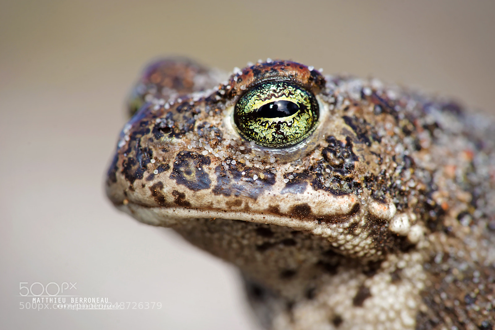 Sony a7 II sample photo. Beautiful eyes photography