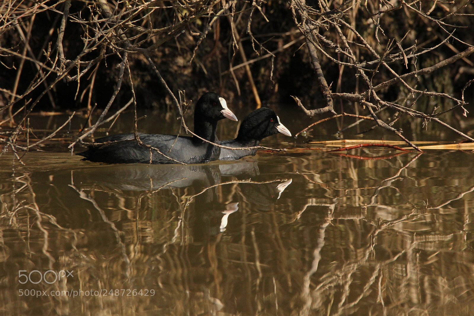 Canon EOS 550D (EOS Rebel T2i / EOS Kiss X4) sample photo. Eurasian coots photography