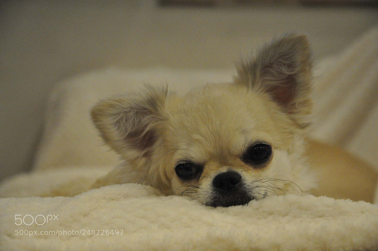 Nikon D90 sample photo. Vanessa, chihuahua photography