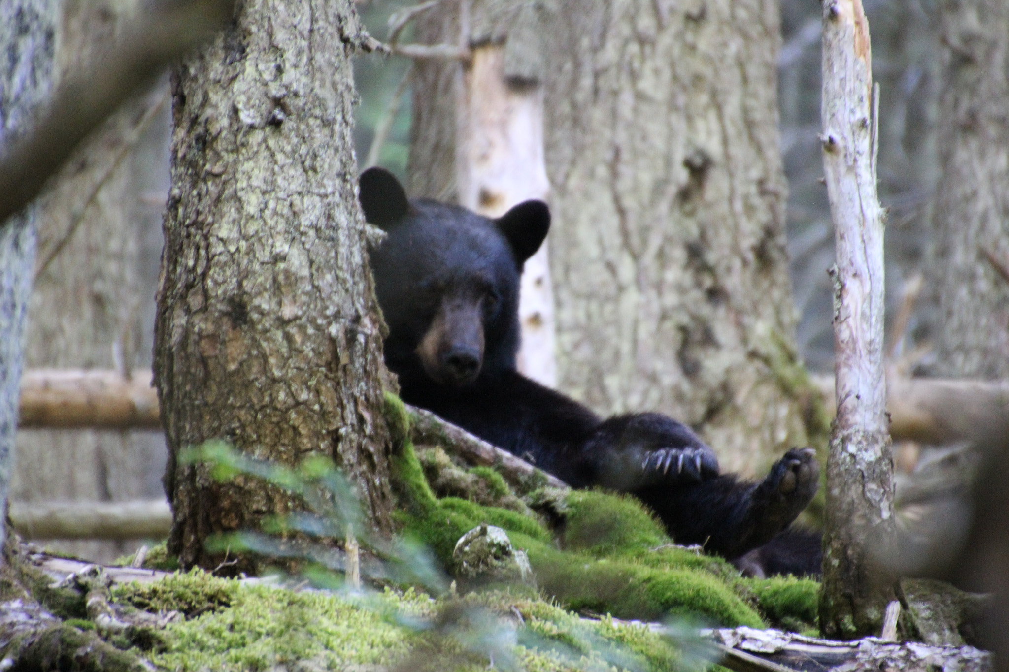 Canon EOS 600D (Rebel EOS T3i / EOS Kiss X5) sample photo. Bear photography