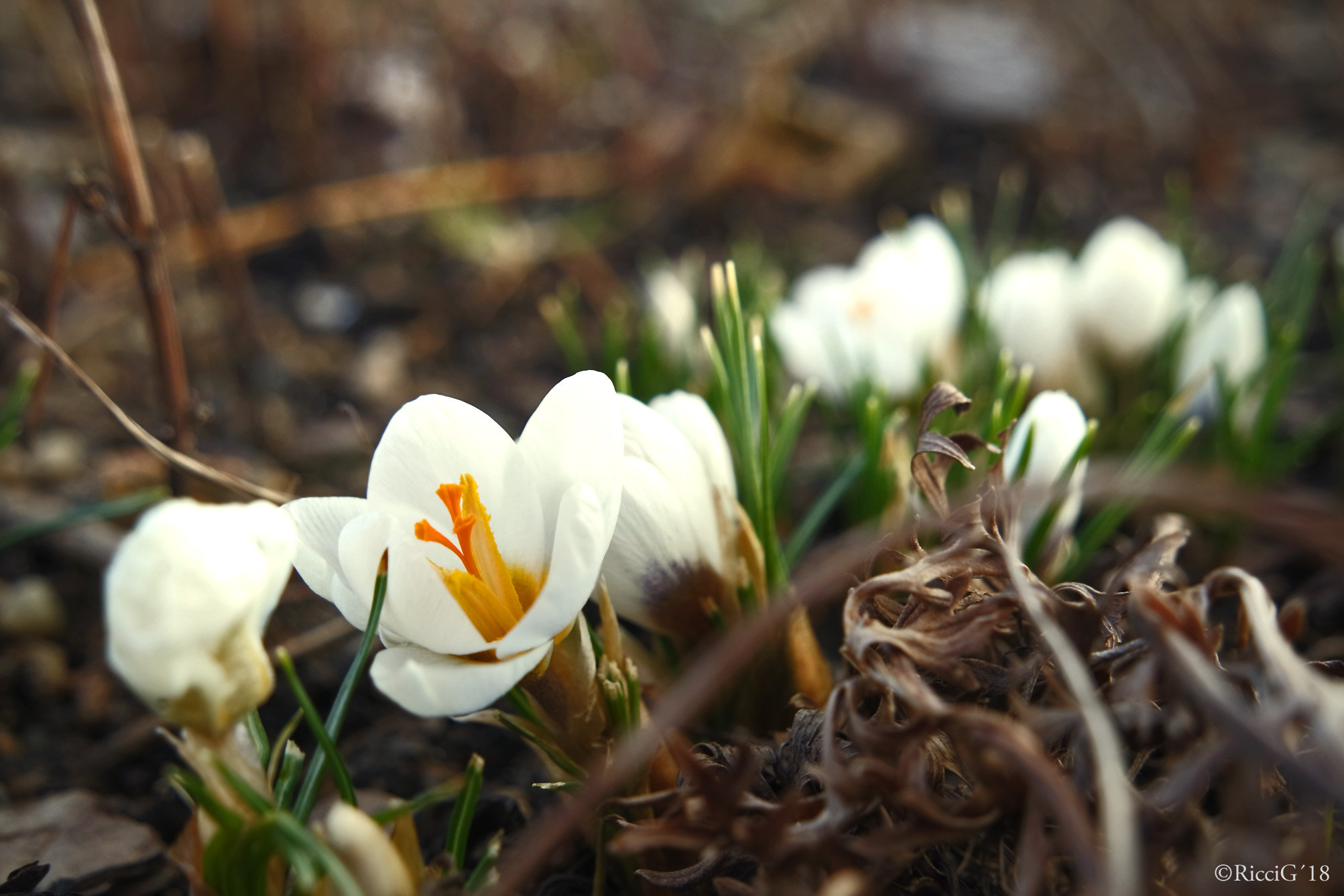 Samsung NX3300 sample photo. Springflower photography