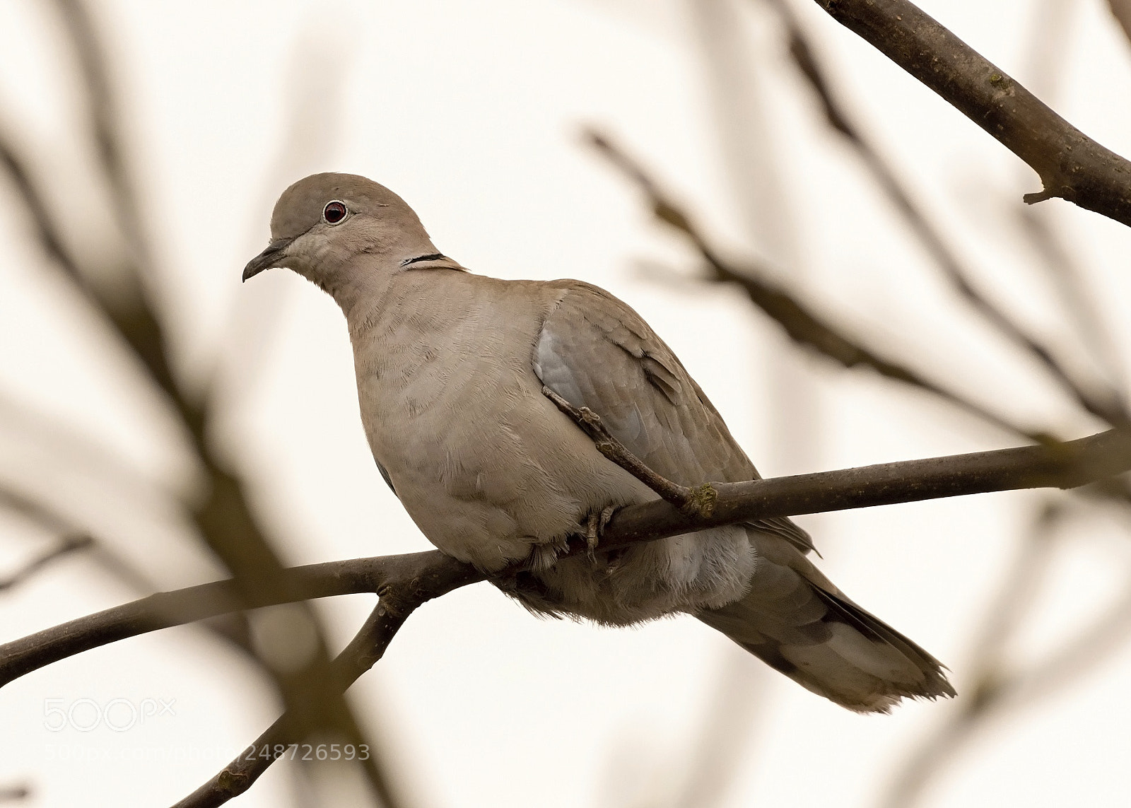 Nikon D500 sample photo. Love-bird photography