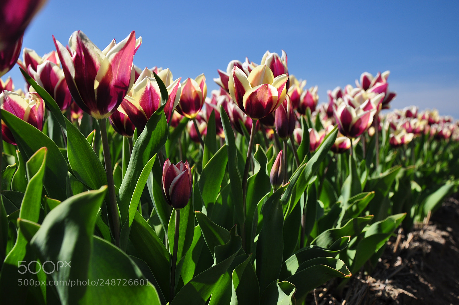 Nikon D90 sample photo. Tulipfield / holland photography