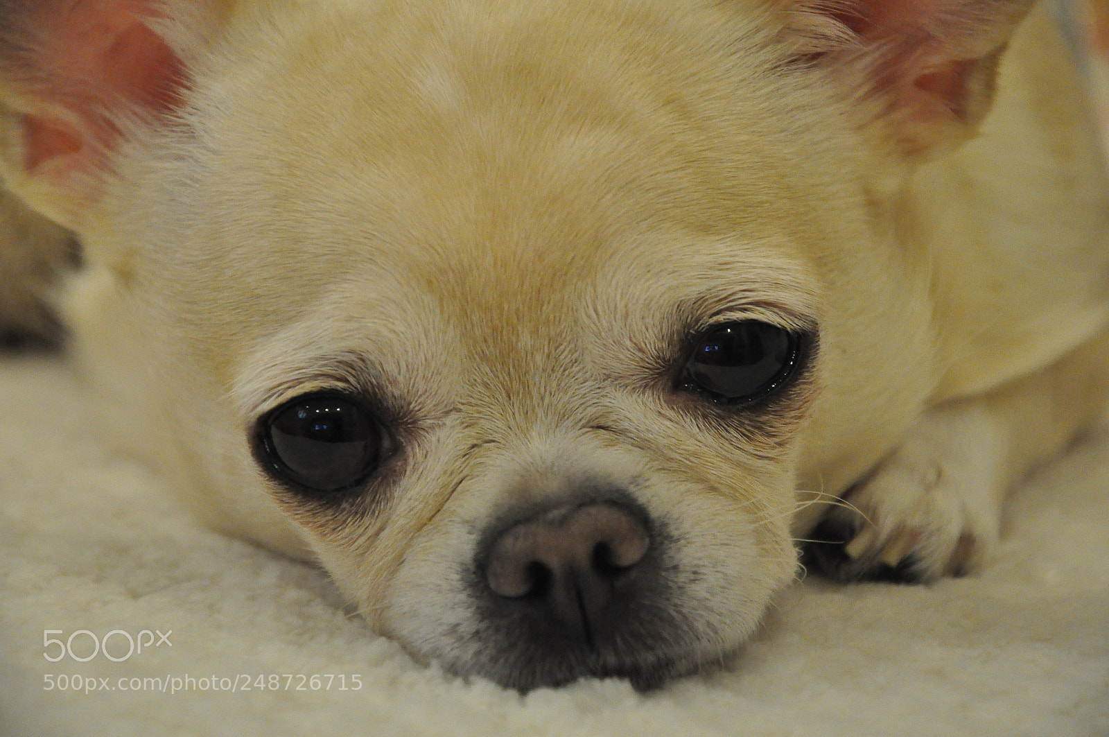 Nikon D90 sample photo. Mood to dream photography