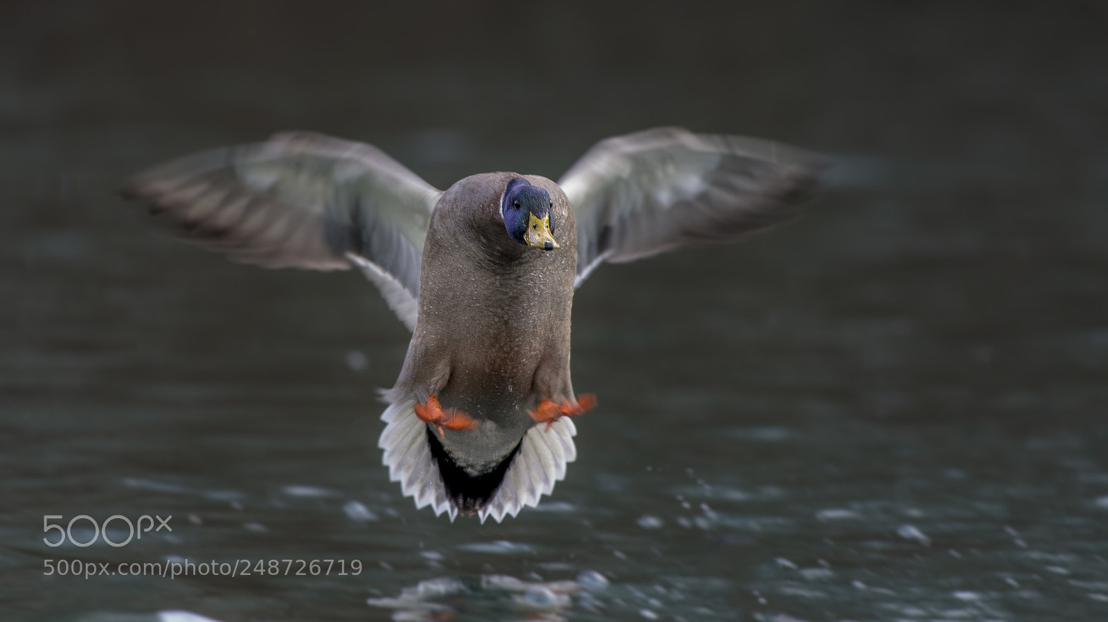 Nikon D610 sample photo. Landing photography