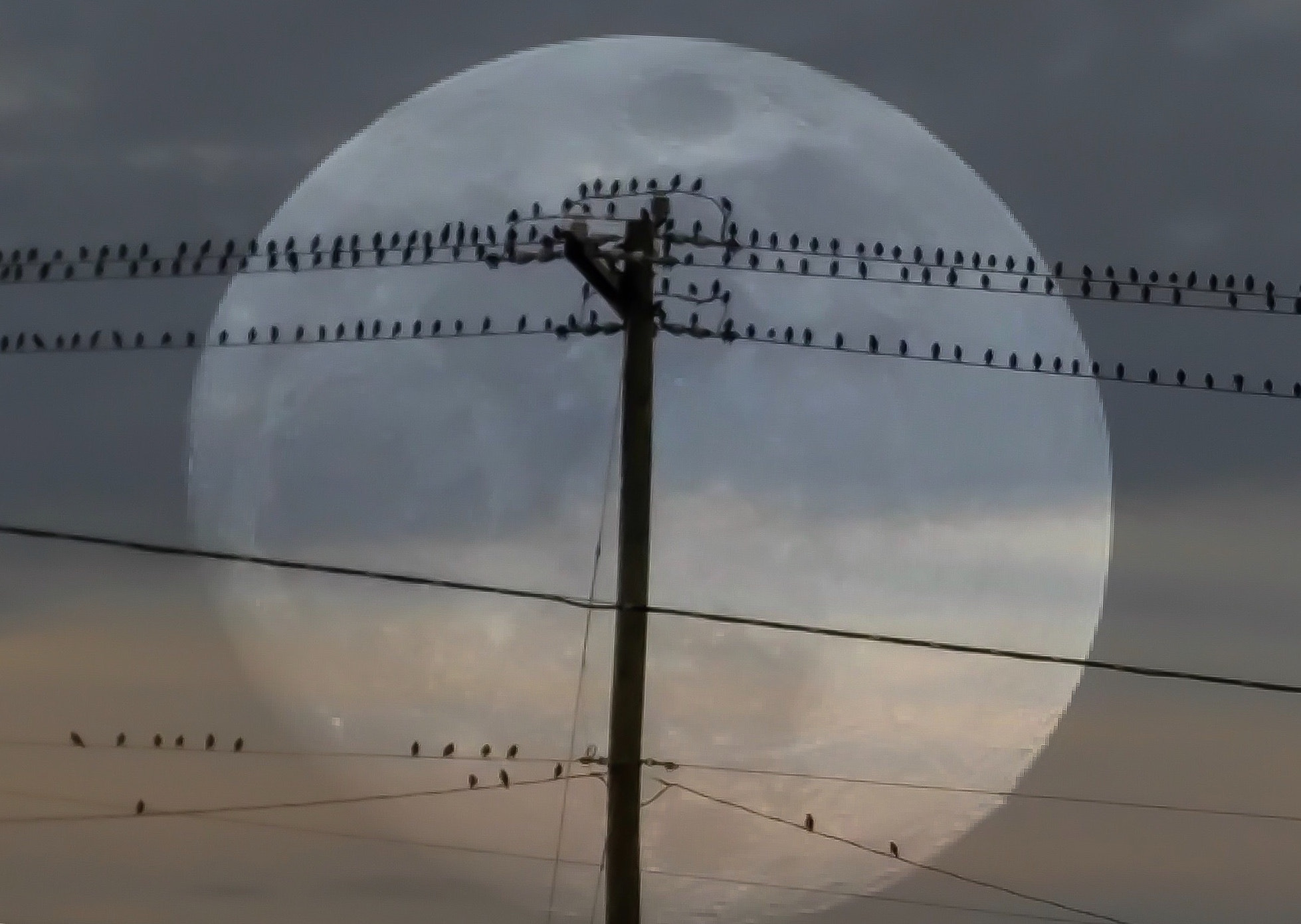 LG V10 sample photo. Birds on a wire photography