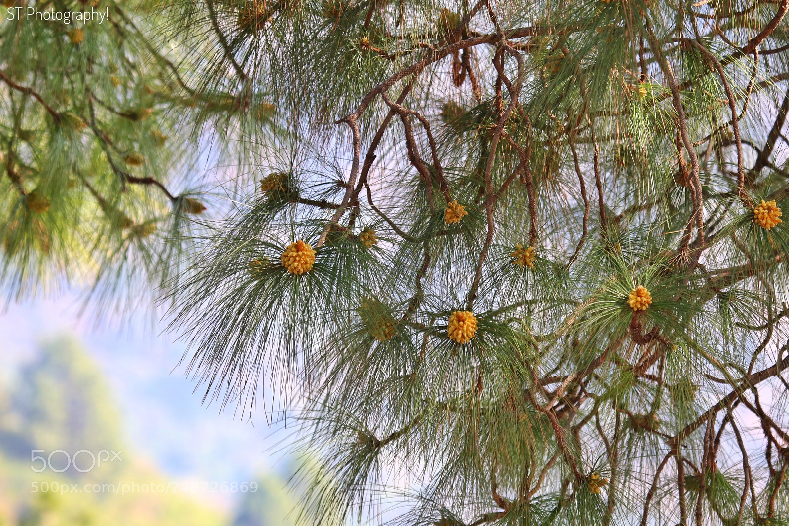 Canon EOS 80D sample photo. Pine tree! photography