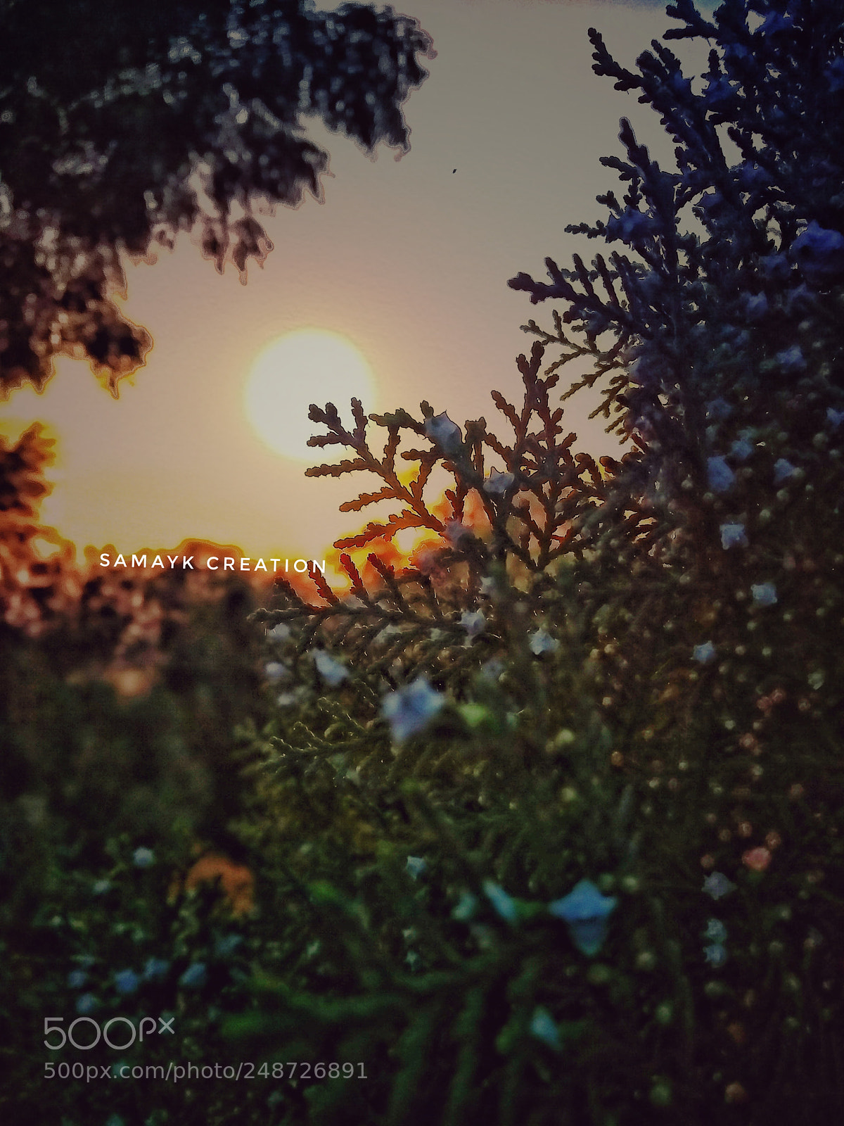 Xiaomi MI MAX 2 sample photo. Untitled photography