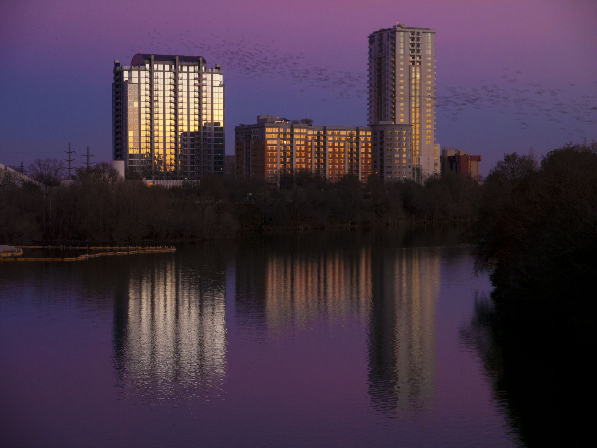 Panasonic Lumix DMC-GH1 sample photo. Bats over lady bird lake photography