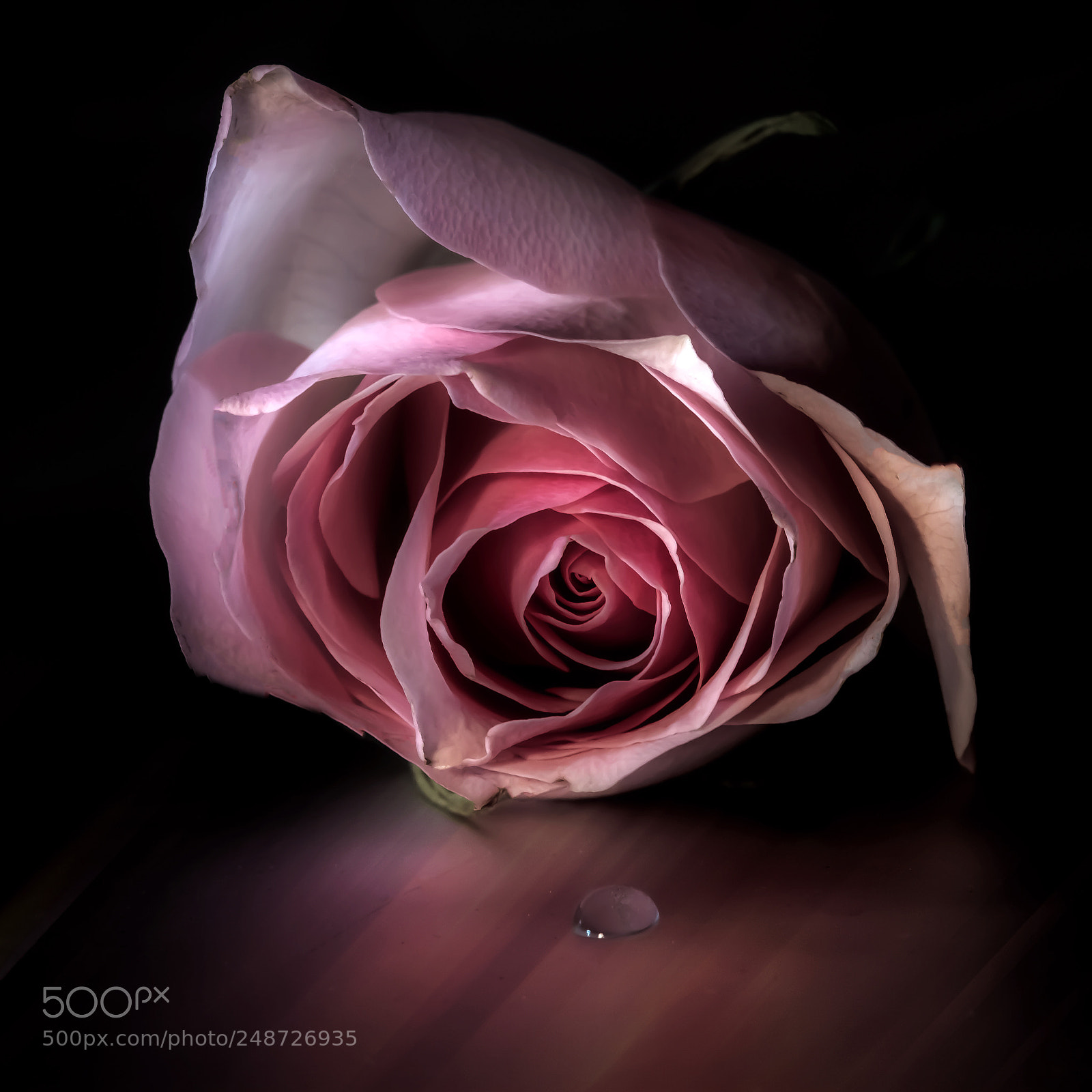 Canon EOS 7D sample photo. A classic pink rose photography