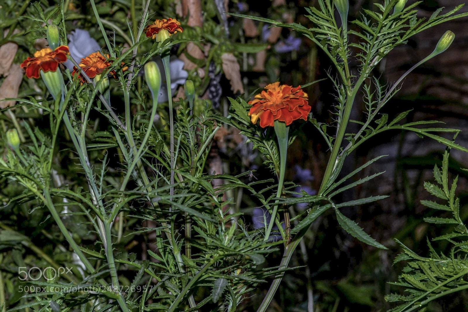 Nikon D3100 sample photo. Orange flower photography
