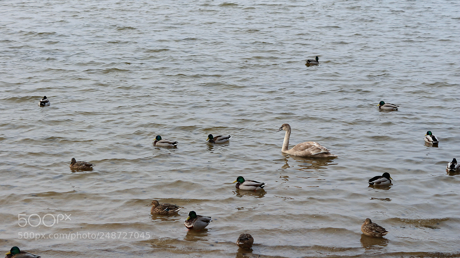 Canon EF-S 18-55mm F3.5-5.6 III sample photo. Mallard ducks 2 photography
