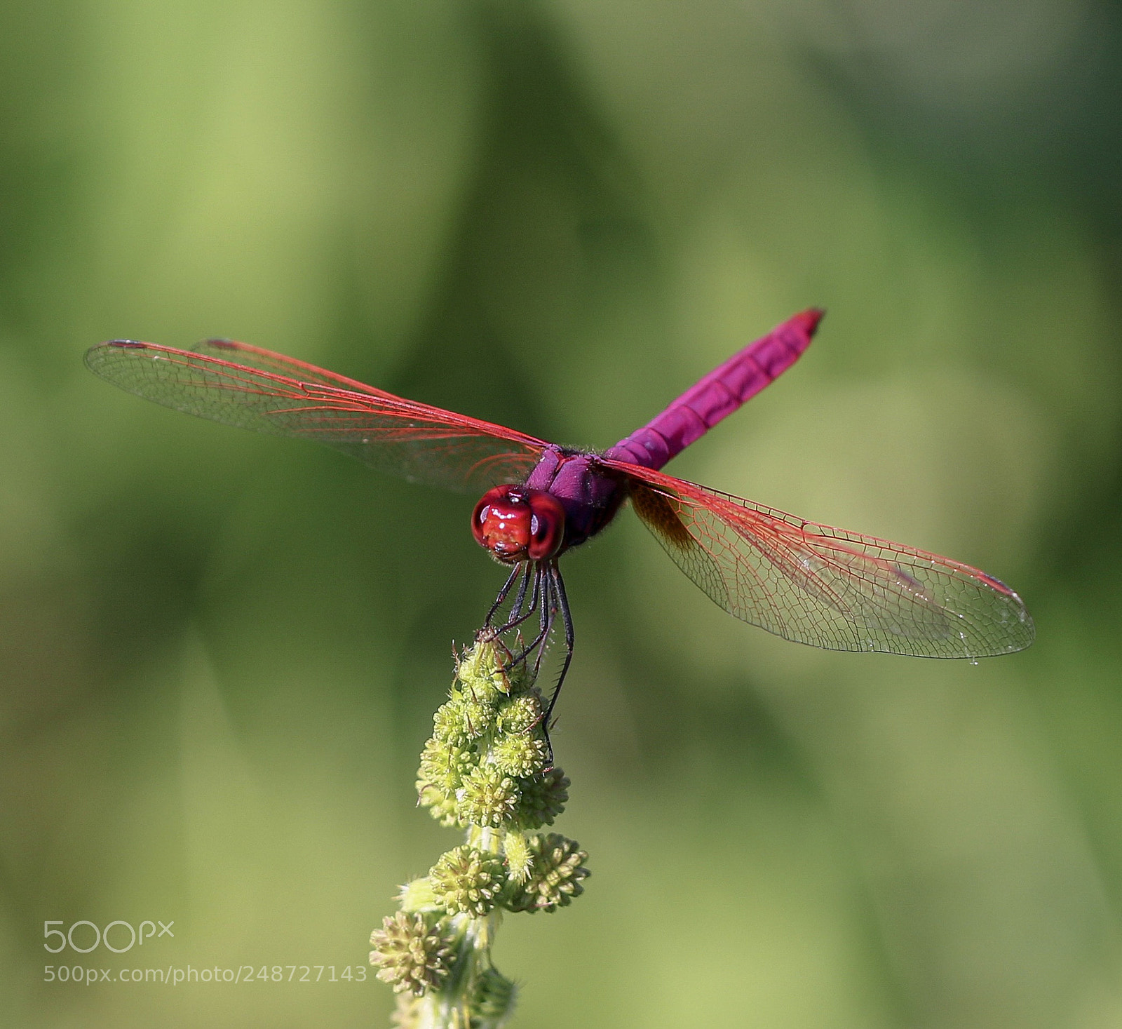 Canon EOS 7D Mark II sample photo. The red baron. photography