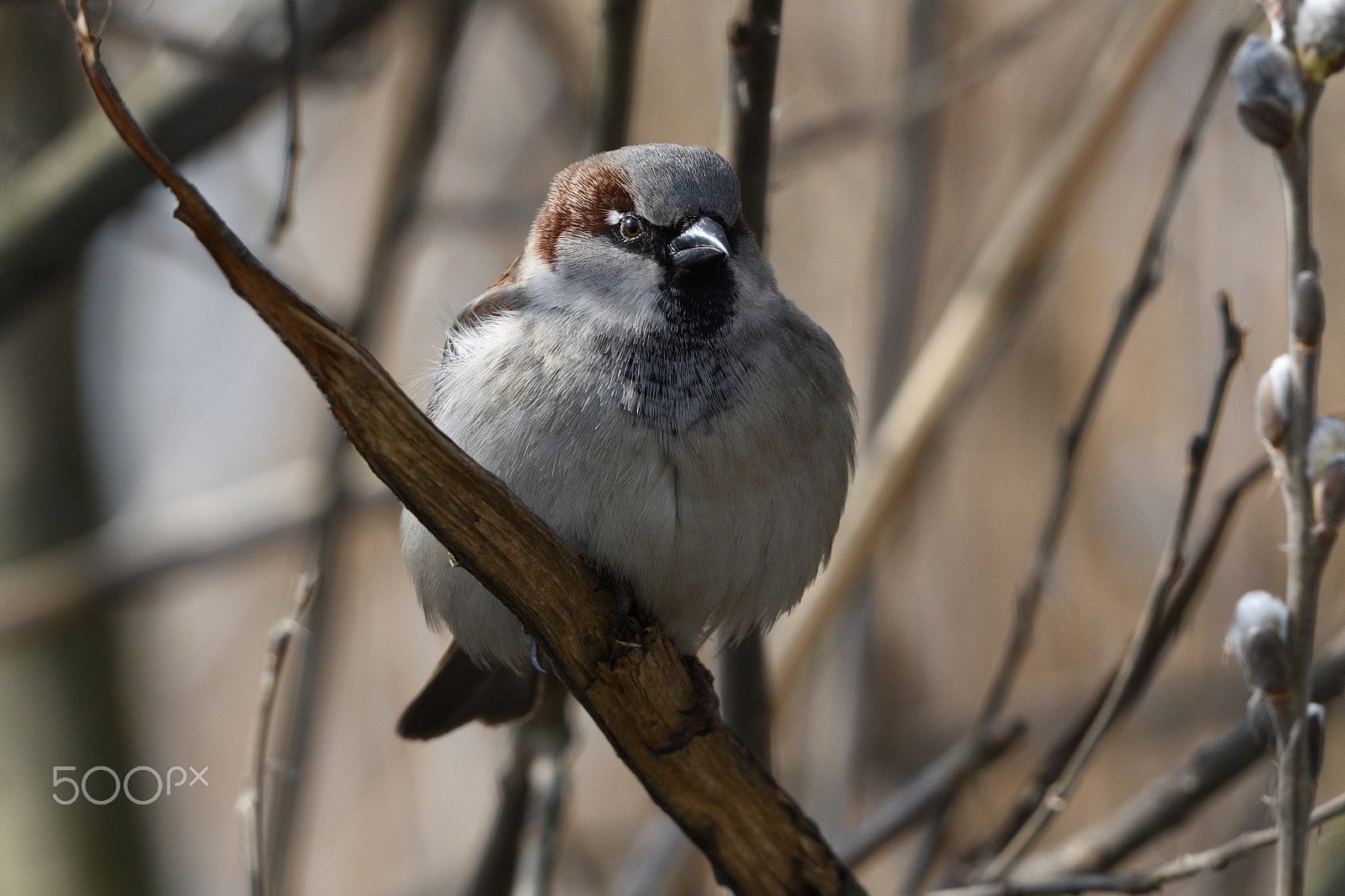 Nikon AF-S Nikkor 200-500mm F5.6E ED VR sample photo. Sparrow in the spring photography