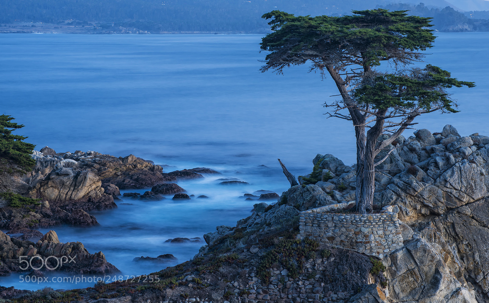 Nikon D800 sample photo. Lone cypress photography
