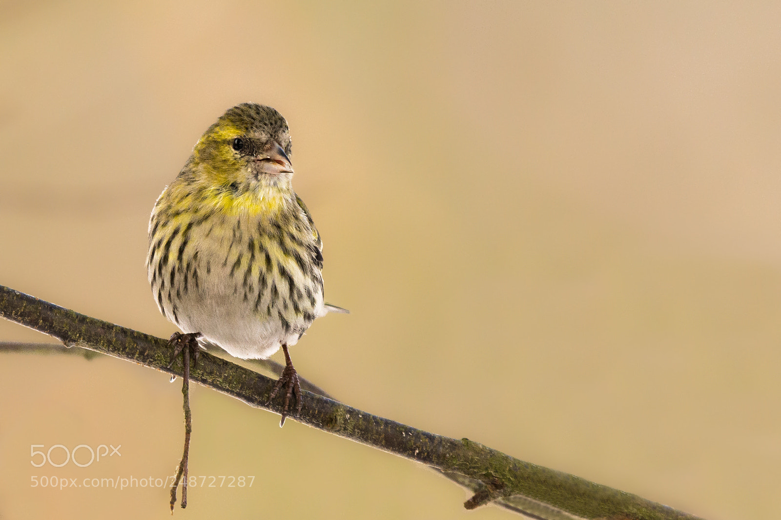 Nikon D7200 sample photo. Female siskin photography