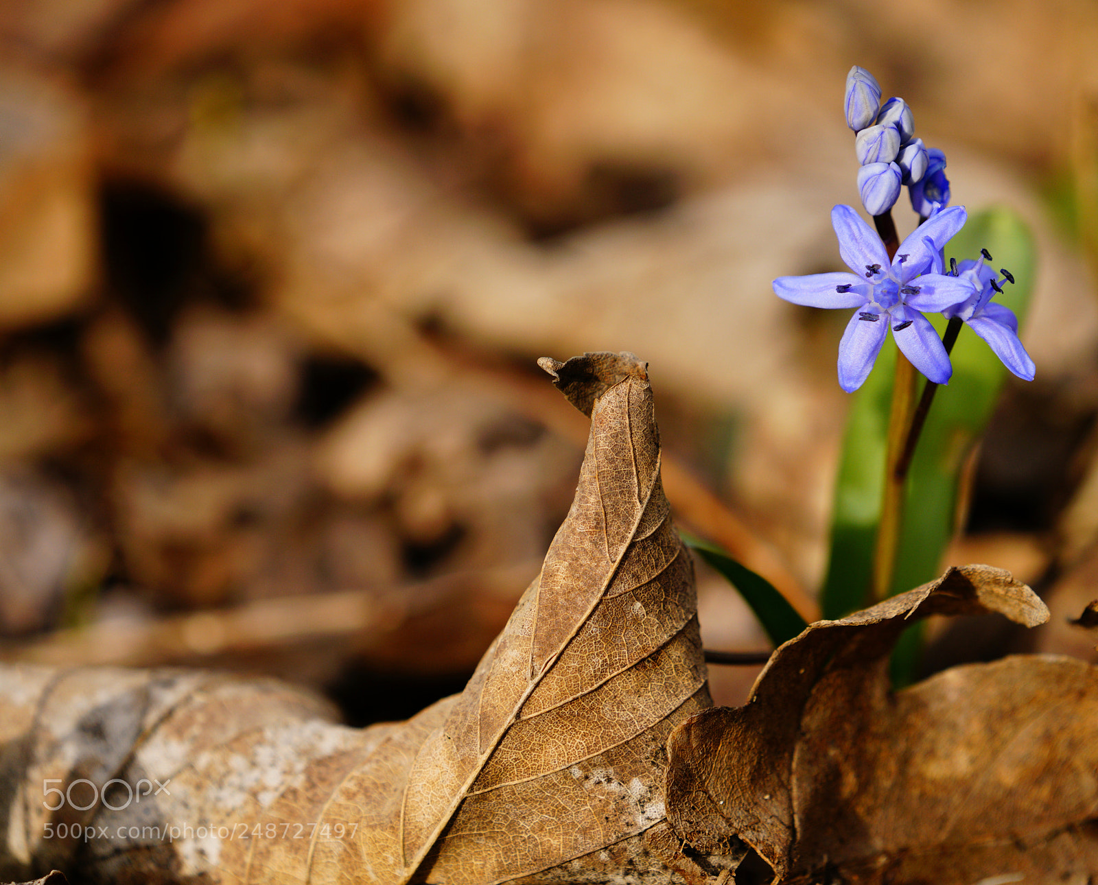 Sony a7R III sample photo. Near to the spring ? photography