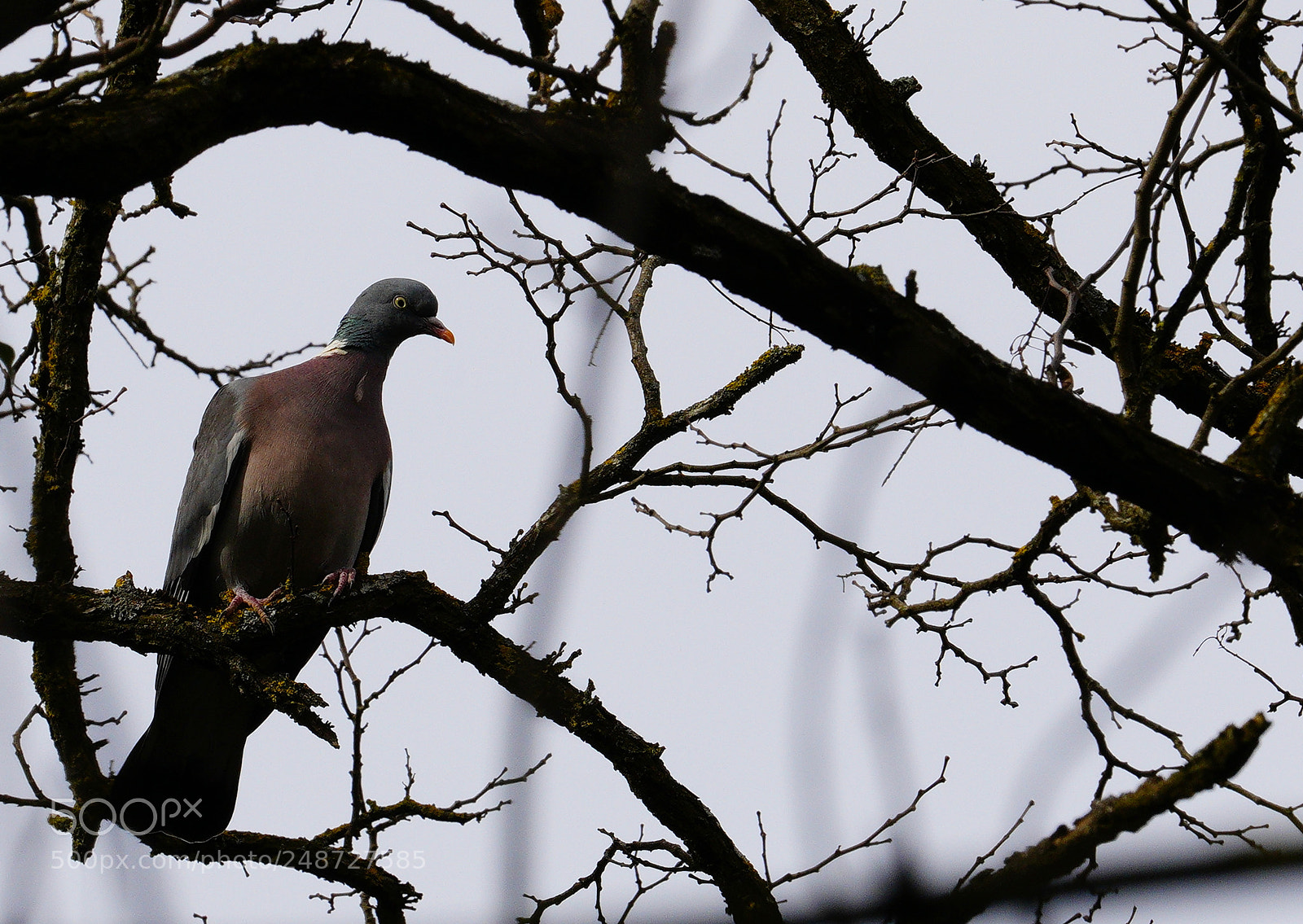 Sony a7R III sample photo. Look from the tree photography