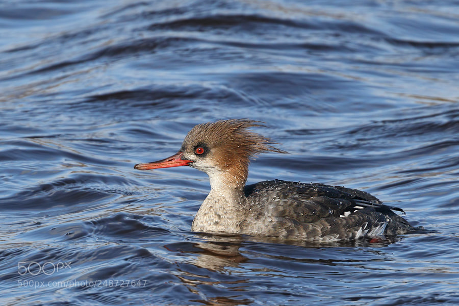 Canon EOS 7D Mark II sample photo. Red-breasted merganser - female photography