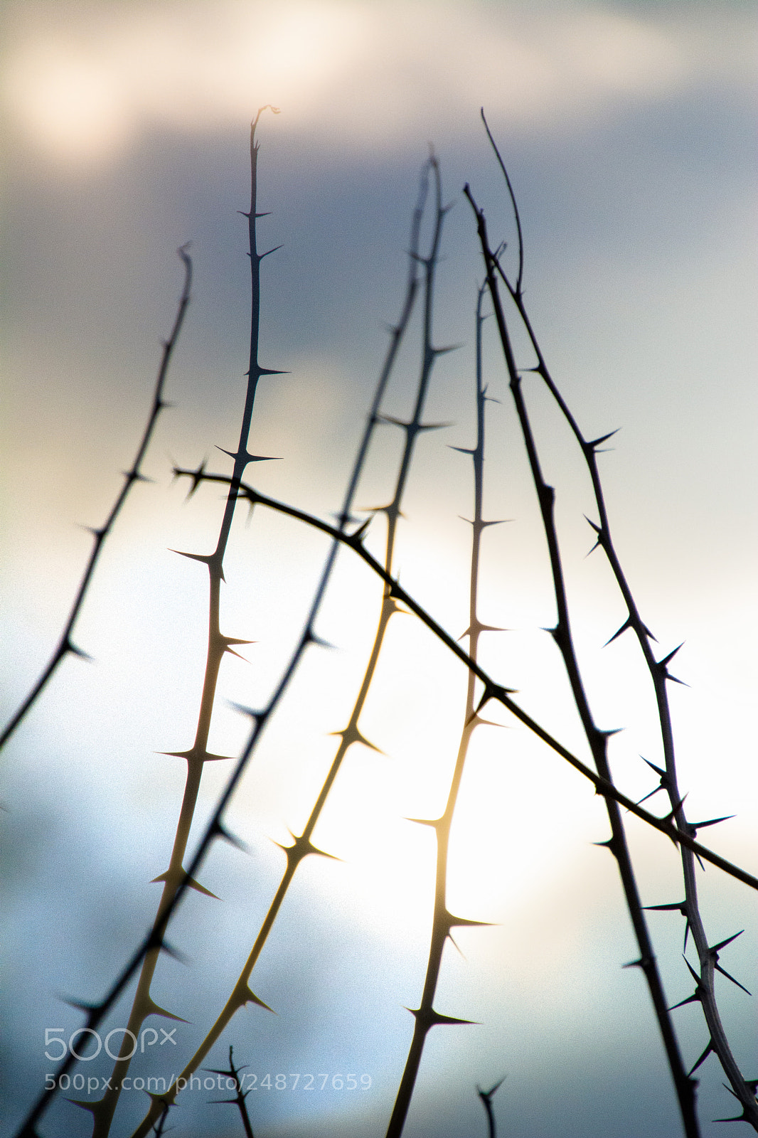 Nikon D7100 sample photo. Thorns 9.3.2018 photography