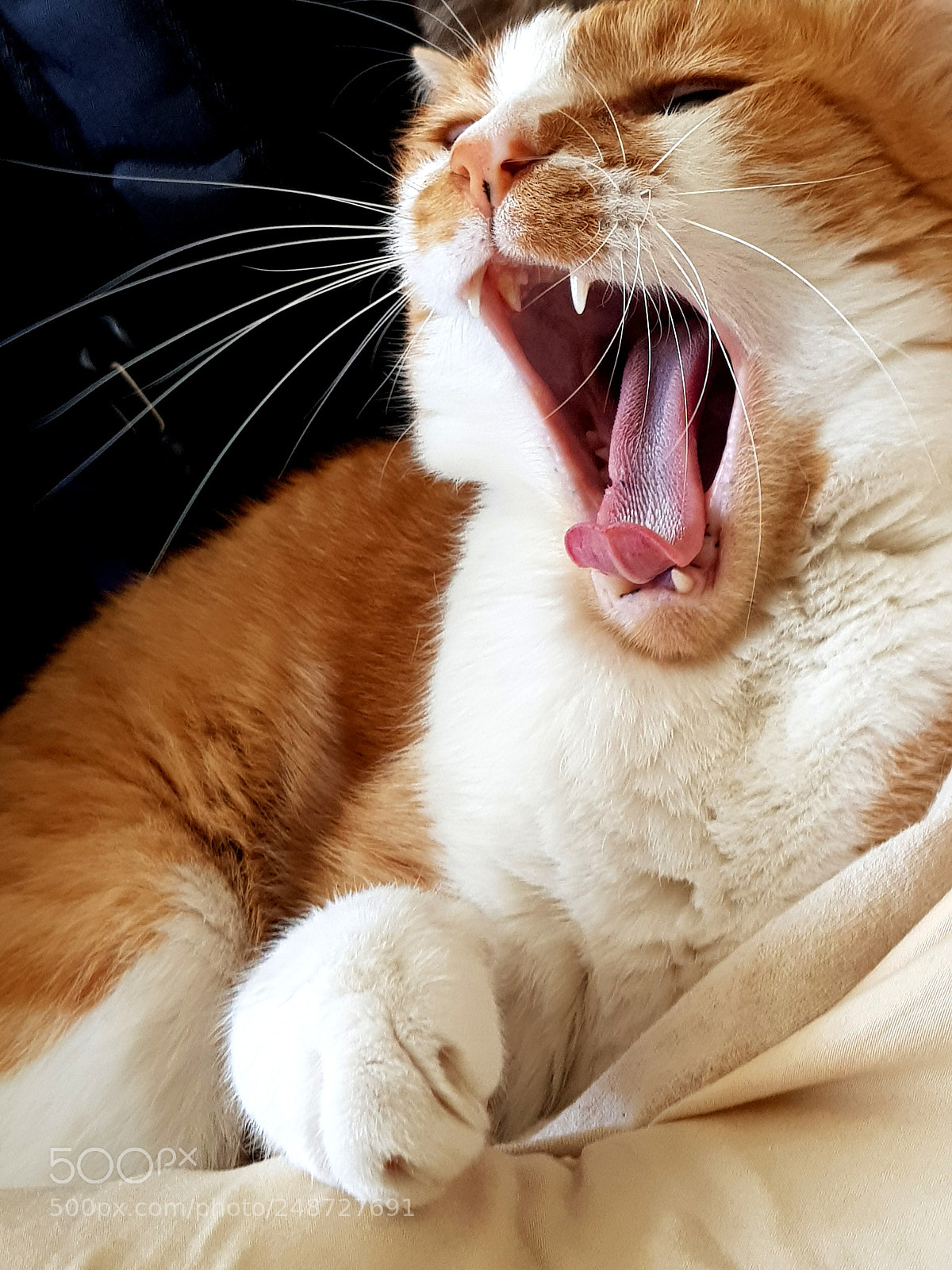 Samsung Galaxy S8+ sample photo. Roar photography