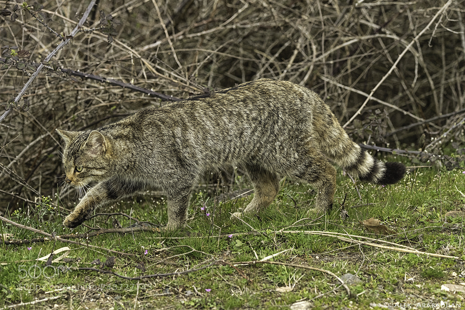Nikon D5 sample photo. The wild hunter photography