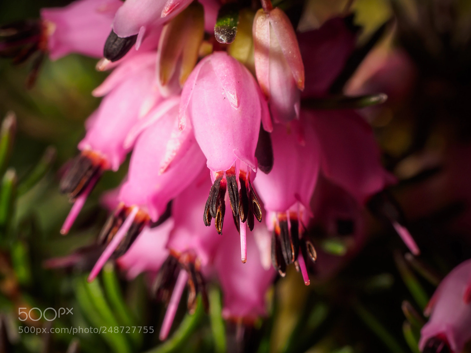 Olympus OM-D E-M5 sample photo. Erica carnea photography