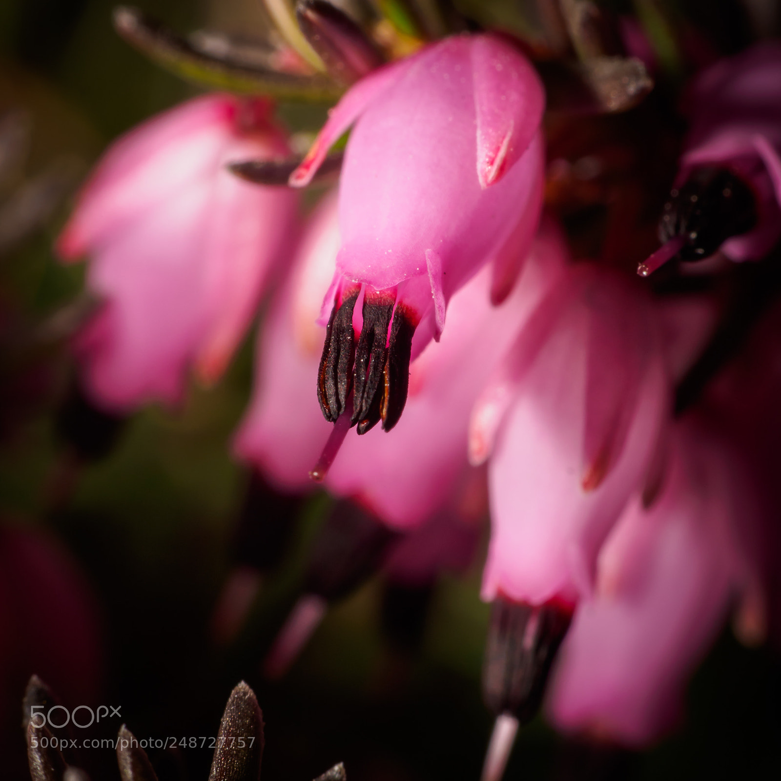 Olympus OM-D E-M5 sample photo. Erica carnea photography