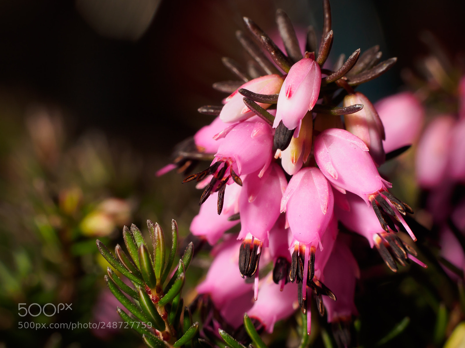 Olympus OM-D E-M5 sample photo. Erica carnea 3 photography