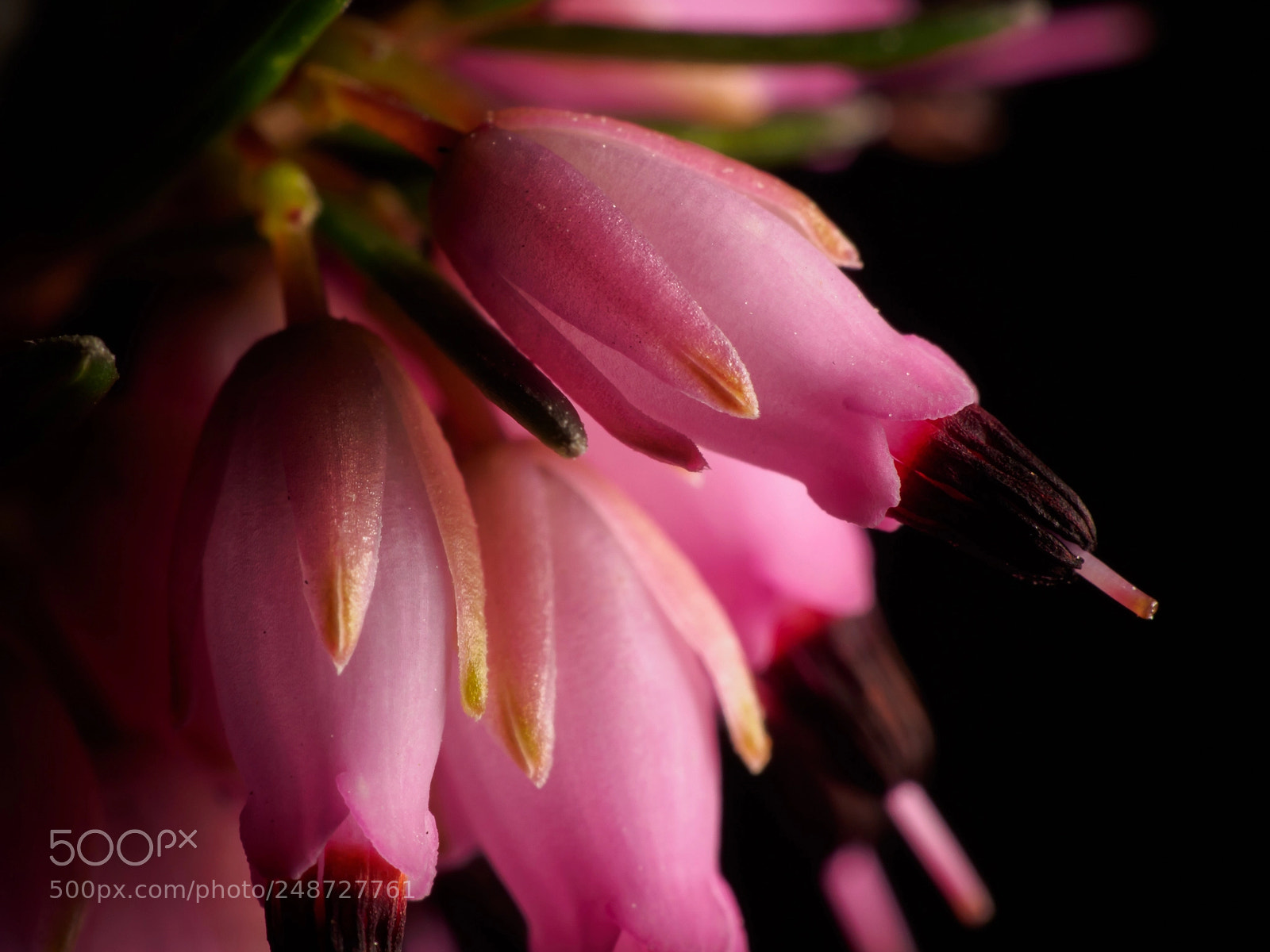 Olympus OM-D E-M5 sample photo. Erica carnea 4 photography
