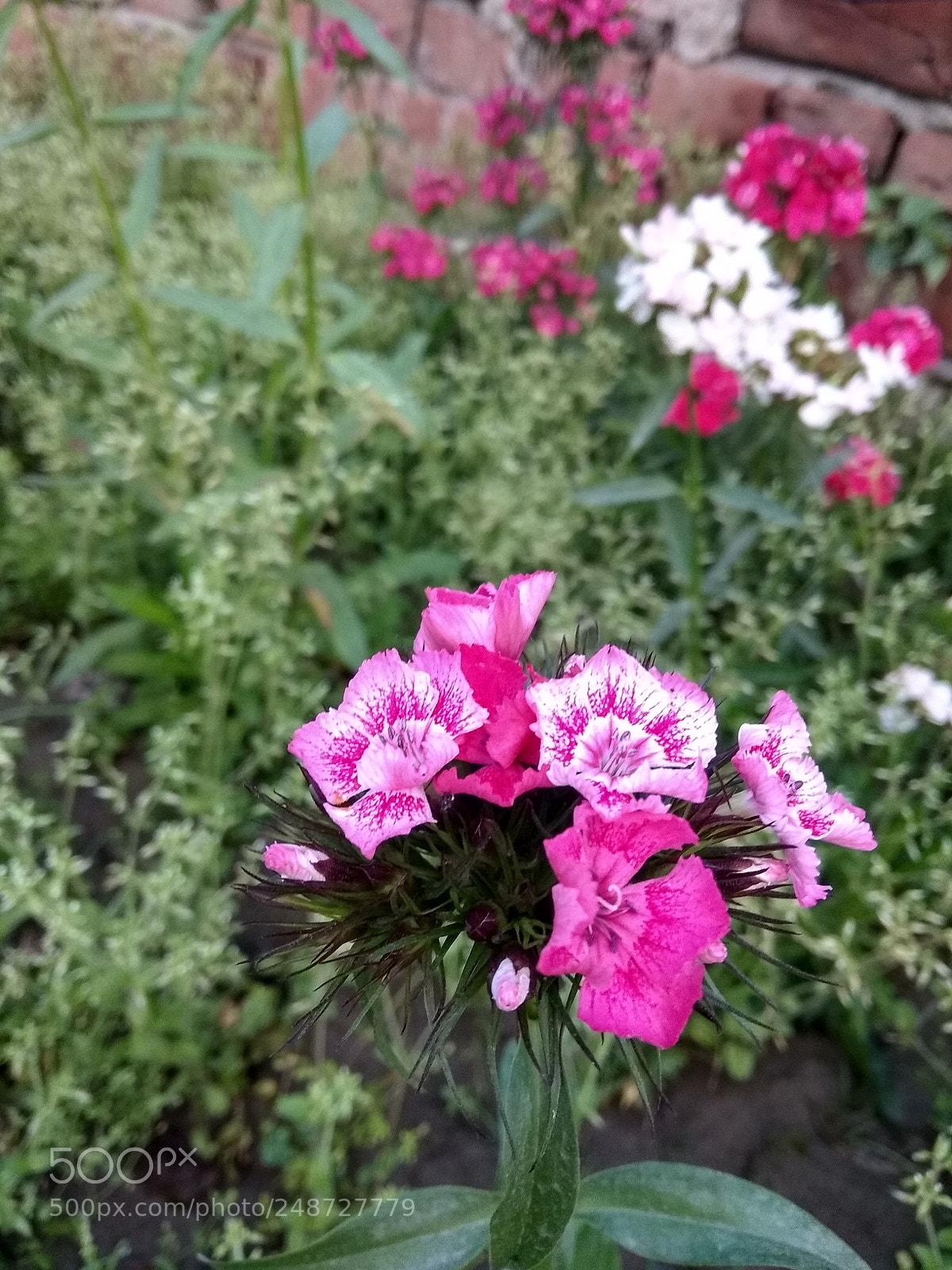 Xiaomi Redmi Note 5A sample photo. Untitled photography