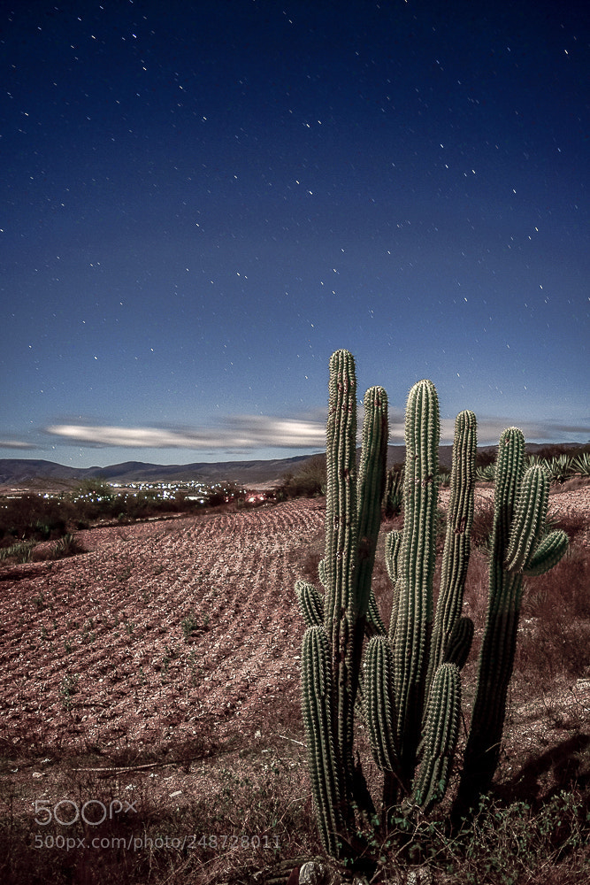 Nikon D3300 sample photo. Cactus nocturno photography