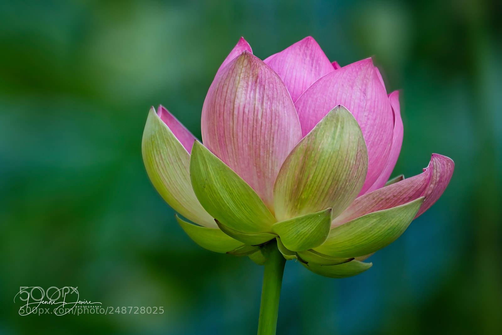 Fujifilm X-T2 sample photo. Lotus flower photography