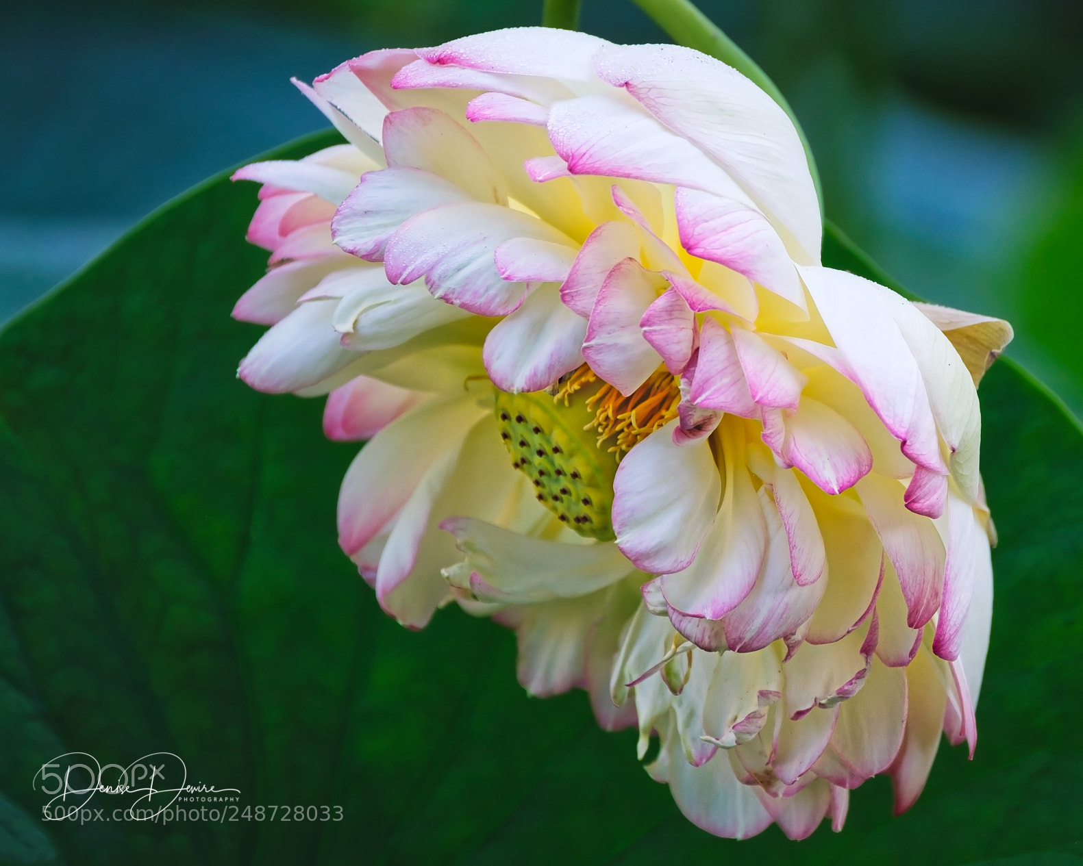 Fujifilm X-T2 sample photo. Ruffled lotus photography