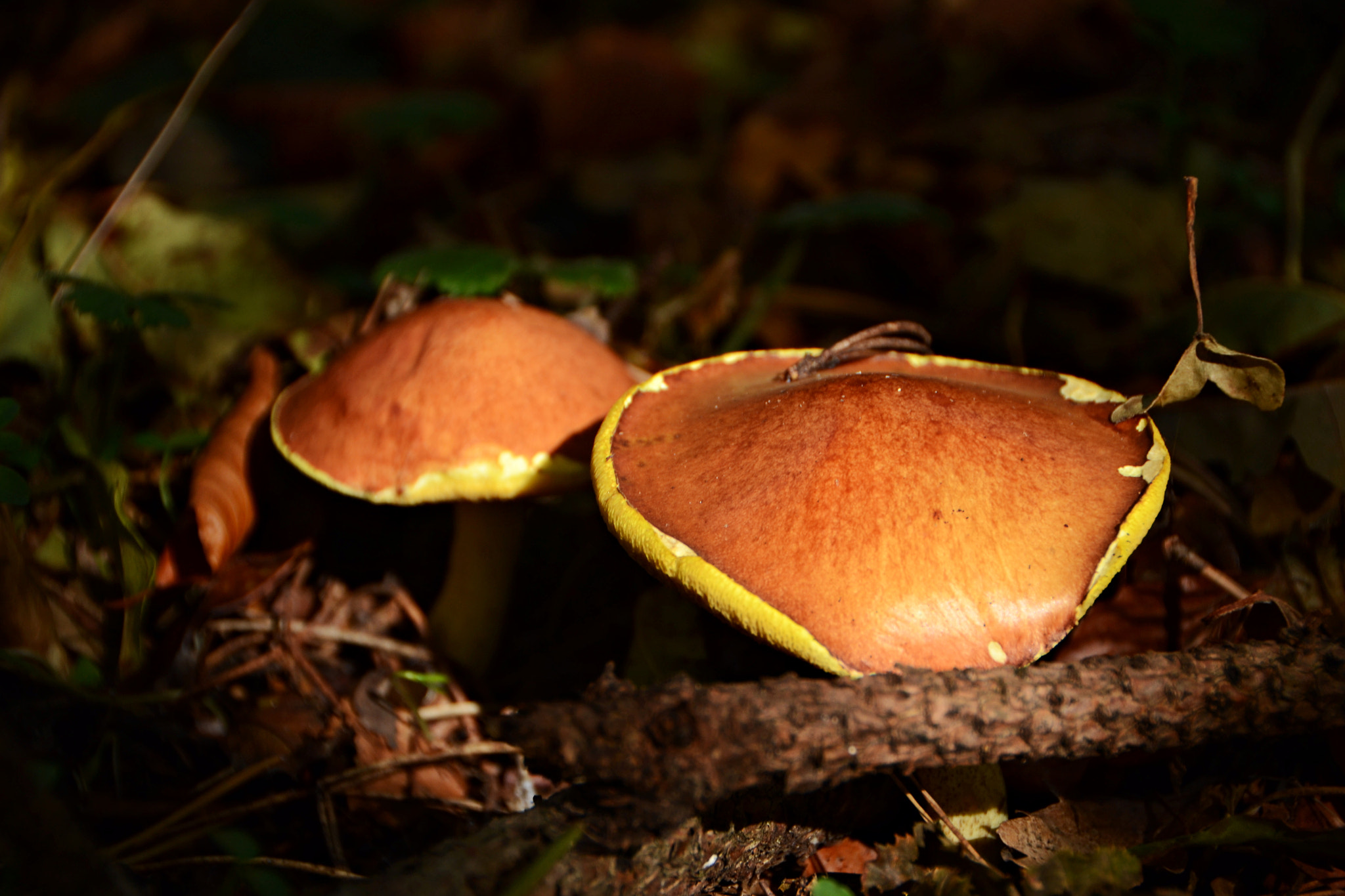 Nikon D3100 sample photo. Mushrooms... photography
