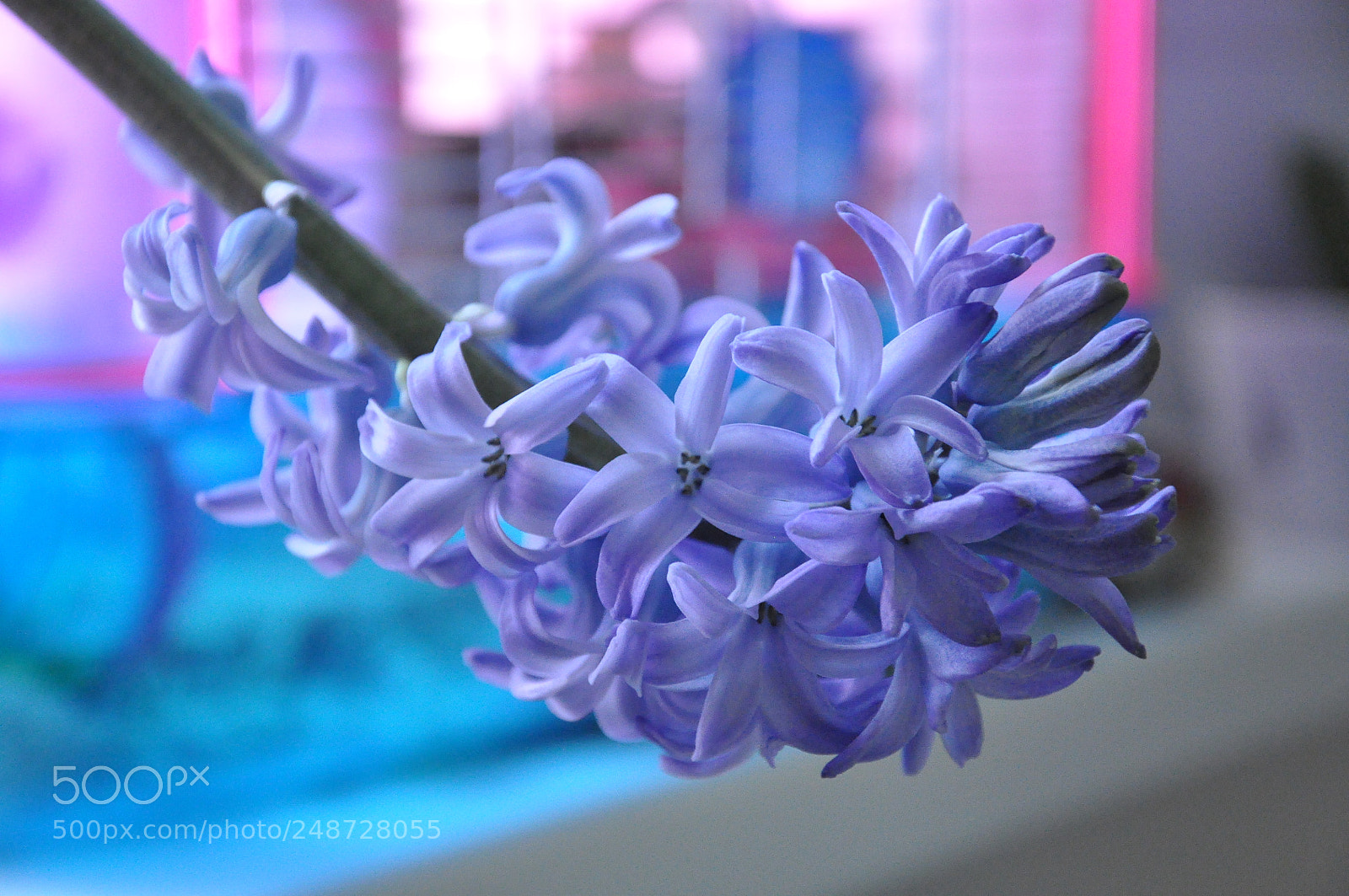 Nikon D90 sample photo. My home garden photography