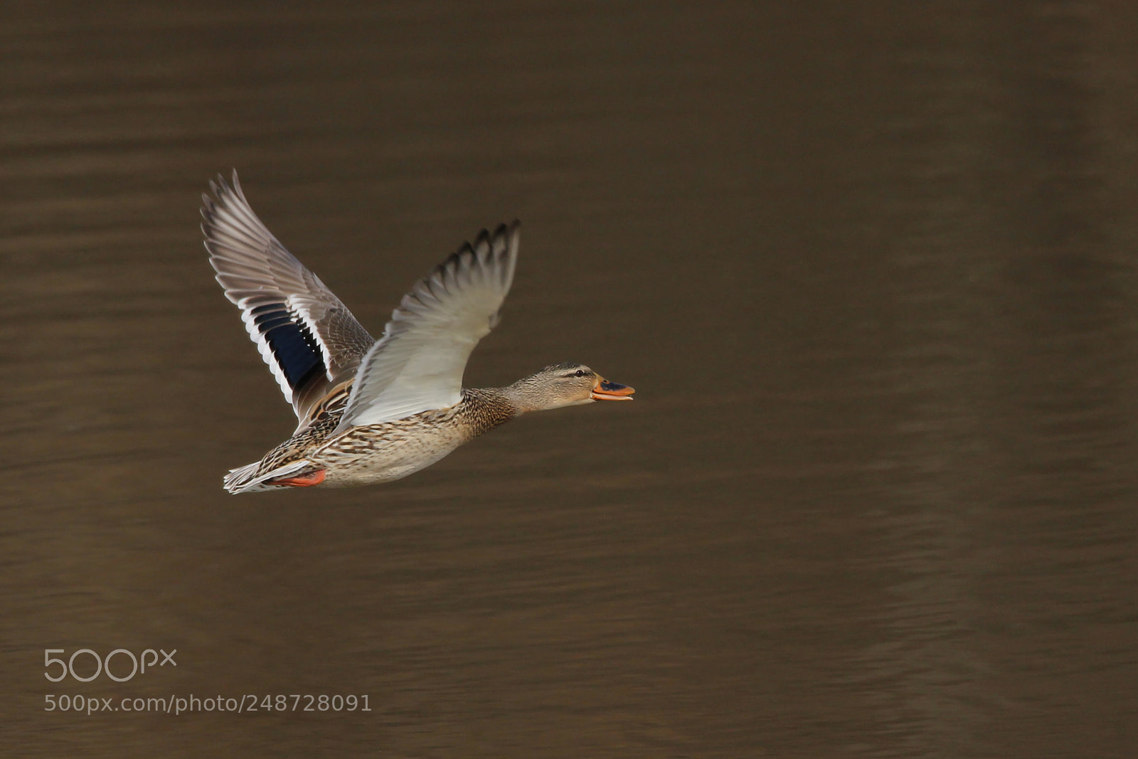 Canon EOS 550D (EOS Rebel T2i / EOS Kiss X4) sample photo. Wild duck photography