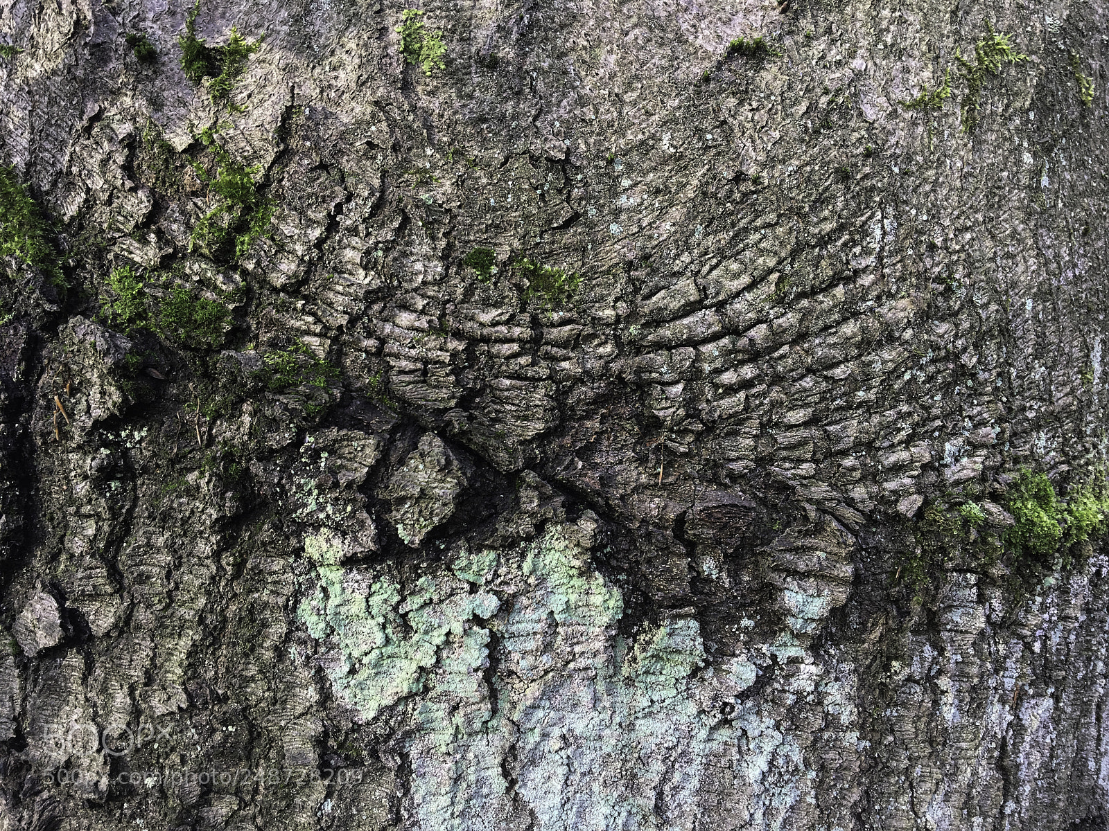 Apple iPhone 6s Plus sample photo. Baumfragment photography