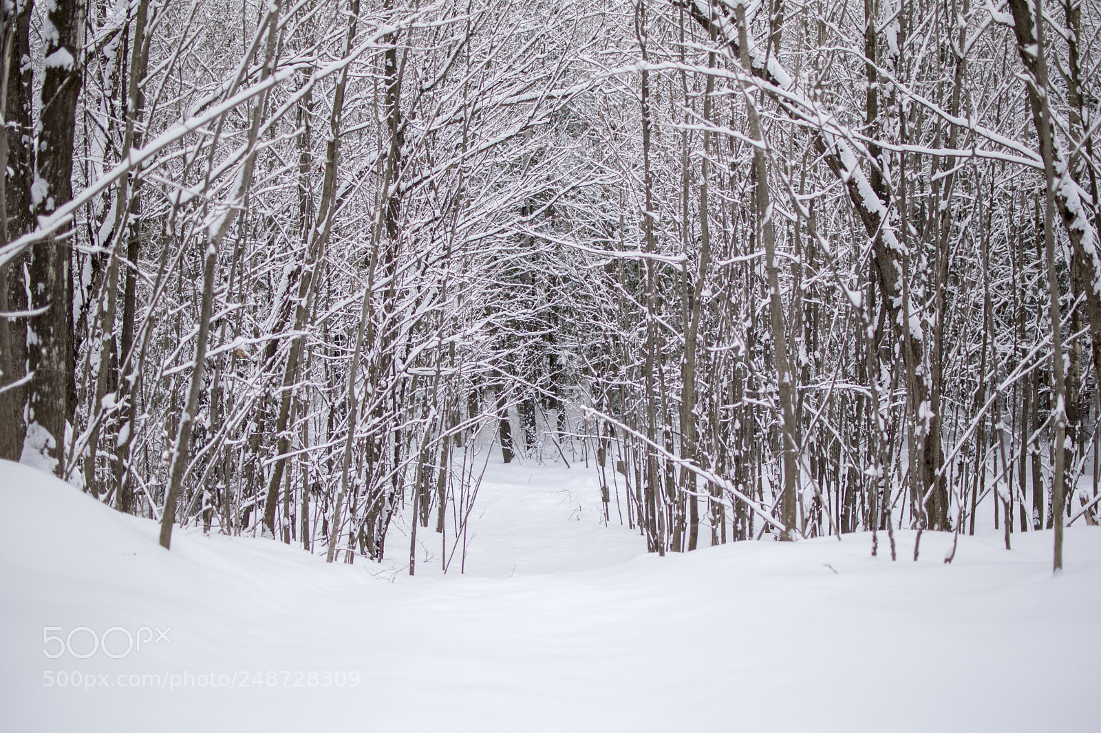 Nikon D3300 sample photo. Winter 1 photography