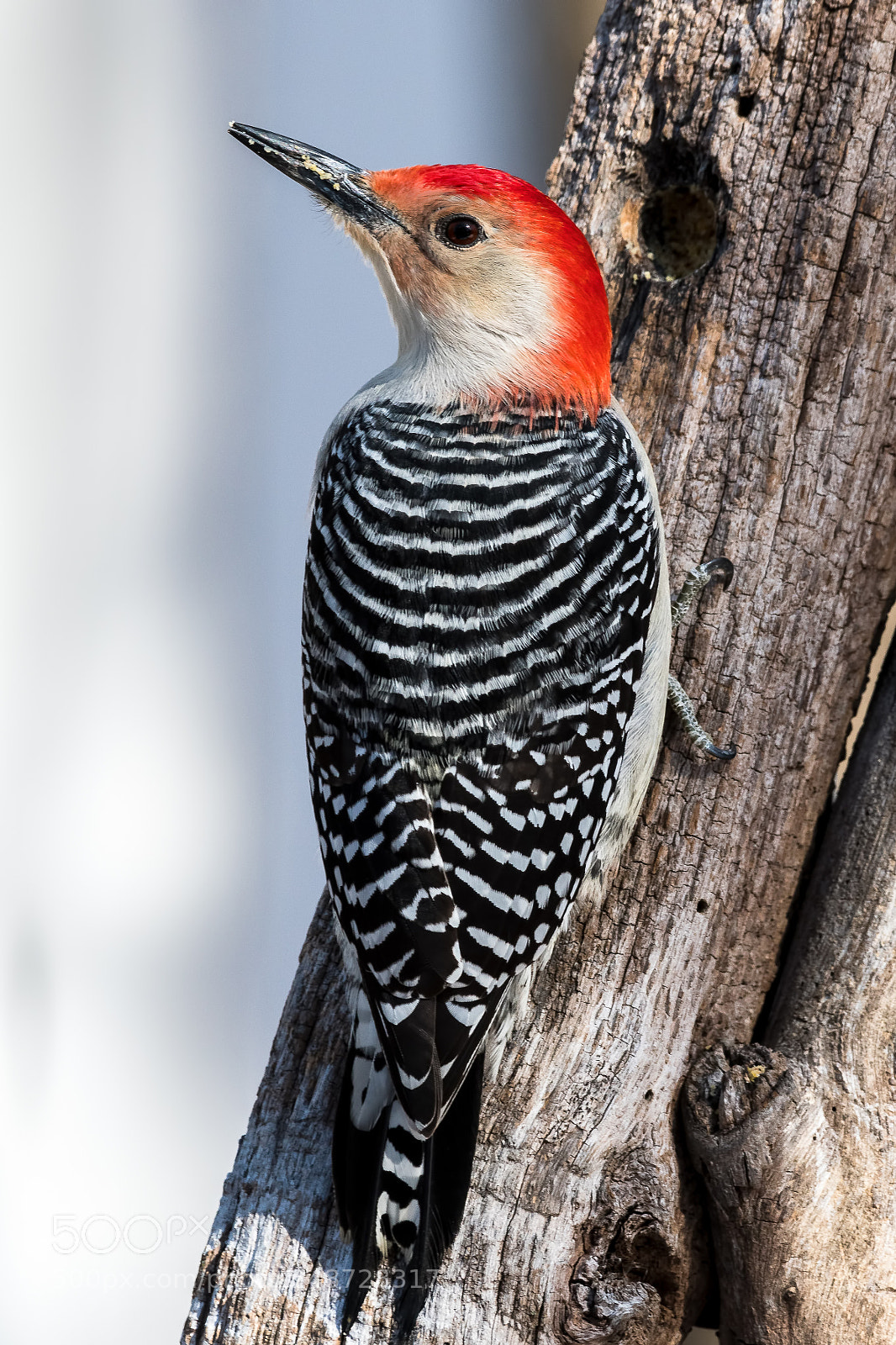 Nikon D500 sample photo. Red-bellied woodpecker photography