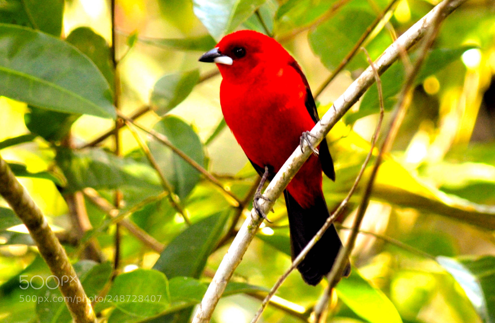 Nikon D5000 sample photo. Tiê-sangue (ramphocelus bresilius) photography