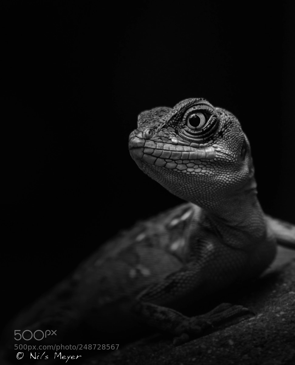 Nikon D5100 sample photo. Sw photography