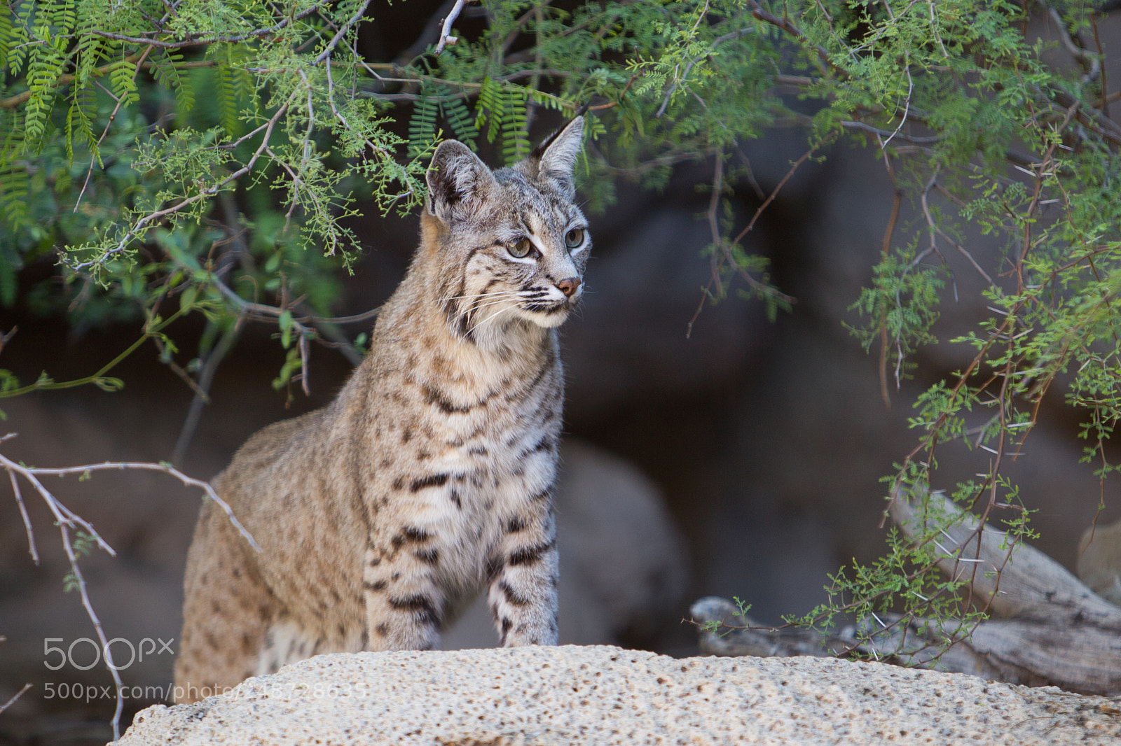Canon EOS-1D Mark IV sample photo. Ocelot photography